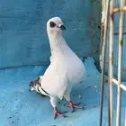 حمام بواز