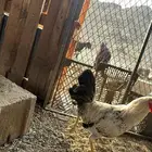 ديكه بلدي الموقع املج