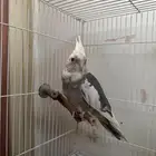 كروان هولندي