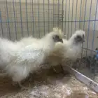 ديك ودجاجه قطني