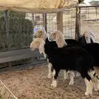 الطائف