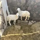 السلام عليكم للبيع اثنين من البهم