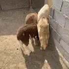 سواكن مرابي