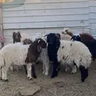 خرفان ورخال تضحى