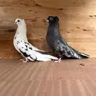 للبيع جوز قندي كوري توب .