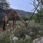 ابل بكار