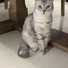 قطة انثى للتبني
