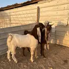 تيوس طيبه وفاخره