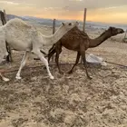 قعدان للبيع