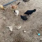 فروخ دجاج