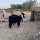 عنز عارضيه تحتها جذعه