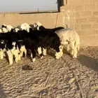بهم نجد فاخر