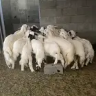 خرفان ورخال بلديات