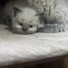 قطط كيتنز هملايا شوكلت للبيع