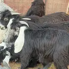 تيوس مخاصي شحم