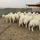 بهم حري