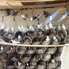 حمام بكستاني وهندي و بادي منتج