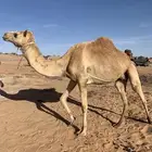 هجن للبيع