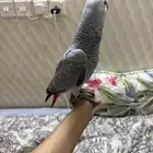 بغبغاء