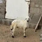 السلام عليكم يوجد رخل الموقع احد رفيده