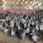 فراريج دجاج فيومي شبابي