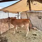 بقر