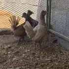 دجاج كويتي