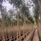 اشجار الخبيز الساحلي