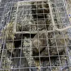 قطا 3 نجديه و2 عراقيه