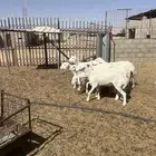 رخال حريات صنف