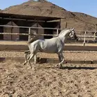 فرس حفيدة فرزاتشي