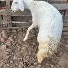 للبيع