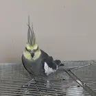 بغبغاء كروان