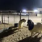 فحل تيس اصفر اجم