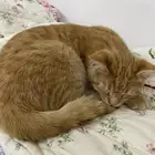 قط للتبني
