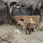سواكن