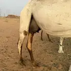 خلفه وضحى للبيع