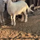 طلي طيب لباني