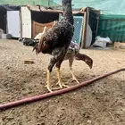 طقم شامو ياباني بشاير