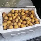 مزرعه نخل للبيع وسعر جدا مناسب