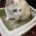 قطوتي طالبه تزاوج بروضة سدير الي عنده قط   يتواصل معي