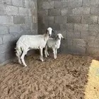 نعجه حرشا دافع البيع سمح