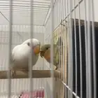 عصافير روز البينو ابيض صافي والثاني عادي روز