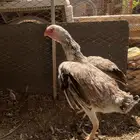 جوز فارسي توب