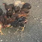 دجاج سندي بيور
