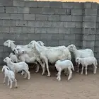 غنم حريه خالفات