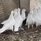 حمام فرنسي سوبر جانبو