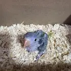 فرخ درة هندي