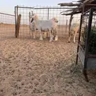 مضاريع
