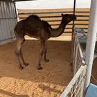قعدان